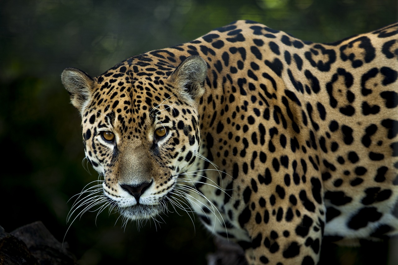 Jaguar,  Dėmes,  Atrodo,  Fiera,  Persekiojimas,  Akys,  Jaguarete,  Panthera Pardus,  Laukinis Gyvenimas,  Katė