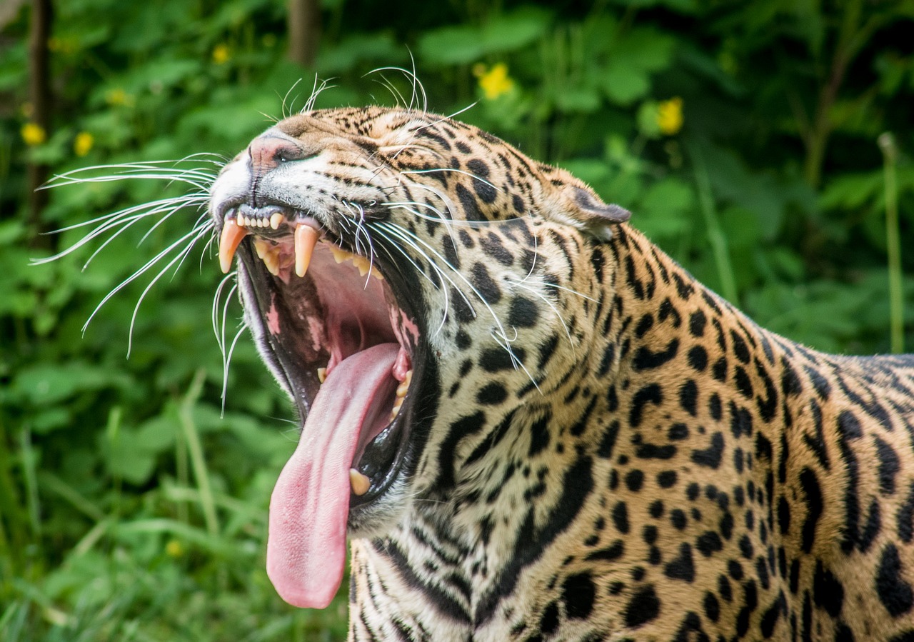 Jaguar,  Predator,  Laukinių Kačių,  Dėmelės,  Puma,  Leopardas,  Dantys,  Burnos,  Ilgas Liežuvis,  Ūsai