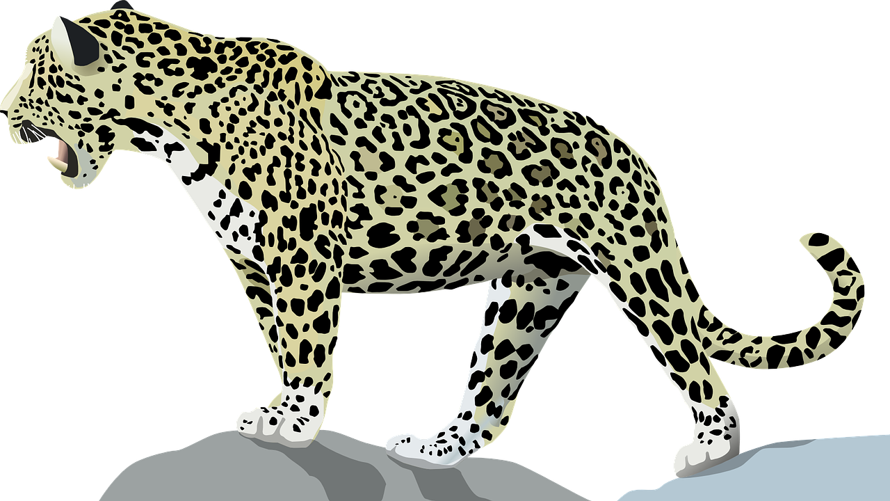 Jaguar, Gyvūnas, Katė, Laukiniai, Džiunglės, Žinduolis, Kačių, Plėšrūnas, Leopardas, Laukinė Gamta