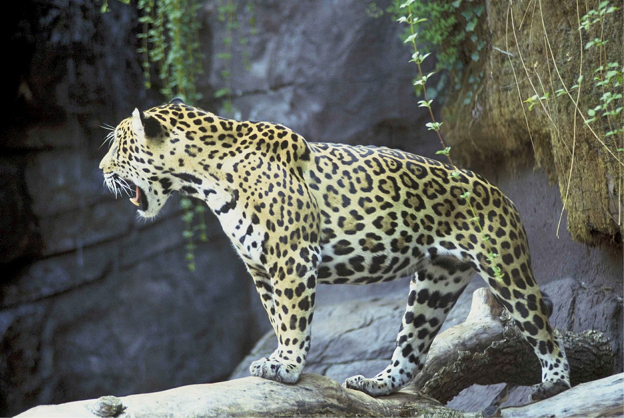 Jaguar, Didelė Katė, Kačių, Žinduolis, Plėšrūnas, Mėsėdis, Laukinė Gamta, Panthera Onca, Šalia Grasinamos, Medžiotojas