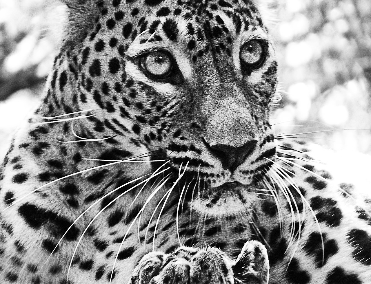 Jaguar, Katė, Žvėrys, Gyvūnas, Zoologijos Sodas, Žinduolis, Nemokamos Nuotraukos,  Nemokama Licenzija