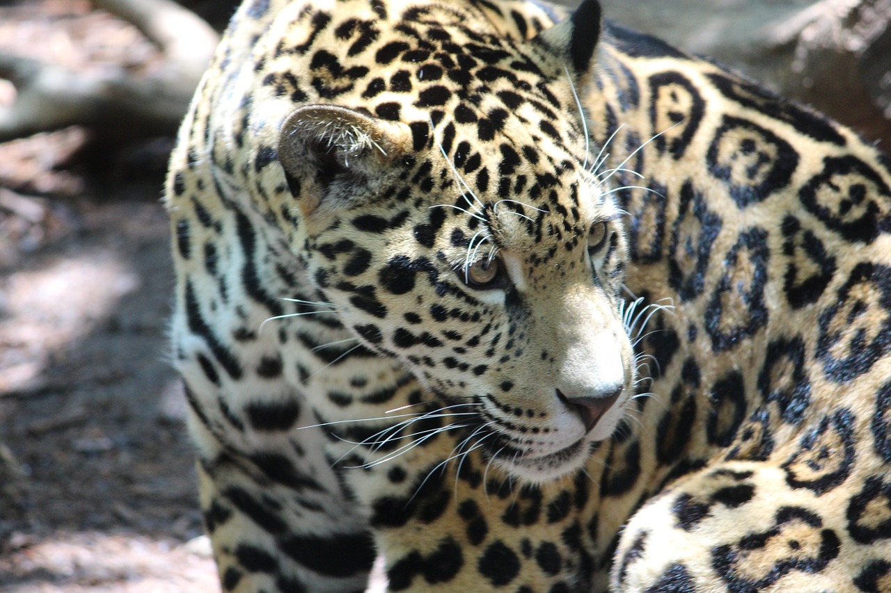 Jaguar, Katė, Gyvūnas, Laukiniai, Laukinė Gamta, Gamta, Žinduolis, Kačių, Kailis, Mėsėdis