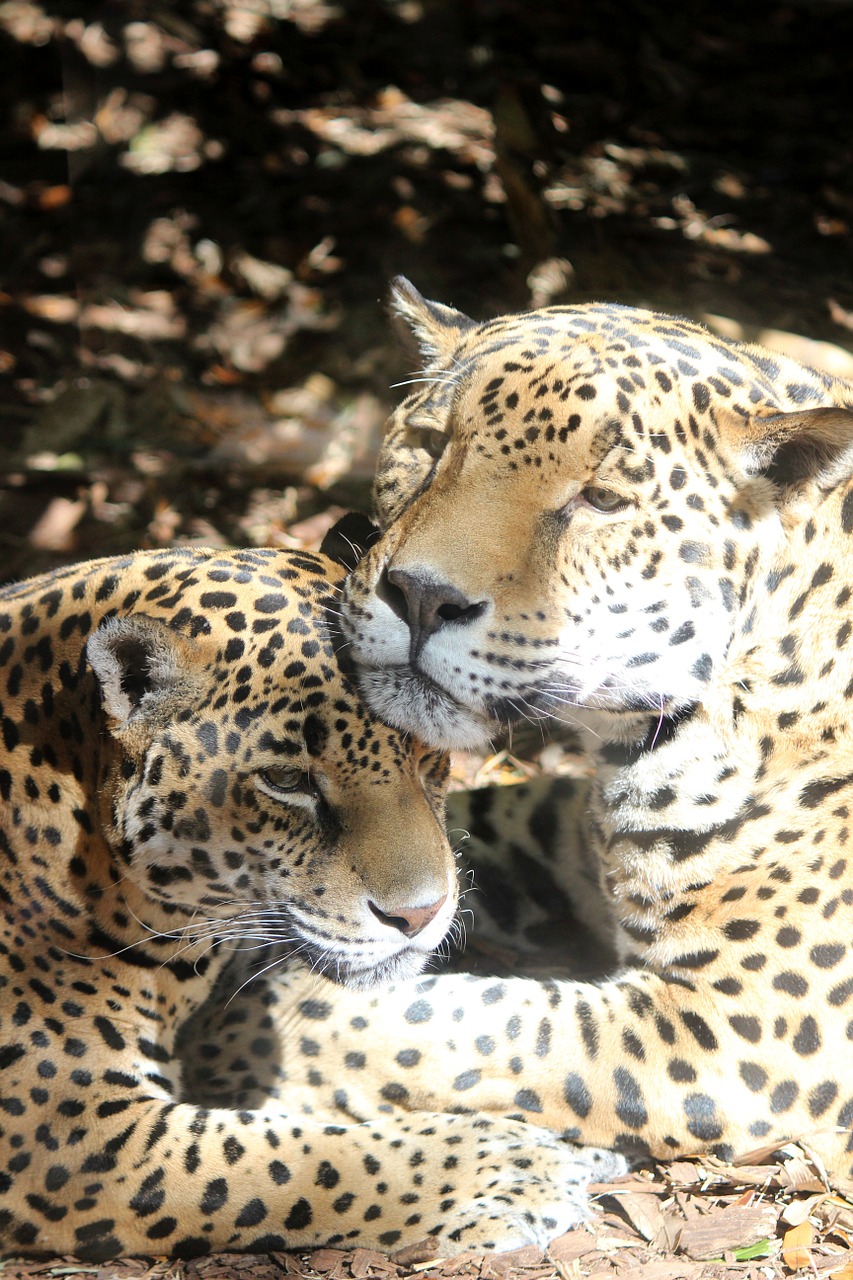 Jaguar, Katė, Zoologijos Sodas, Laukinė Gamta, Kačių, Pasinerti, Nemokamos Nuotraukos,  Nemokama Licenzija