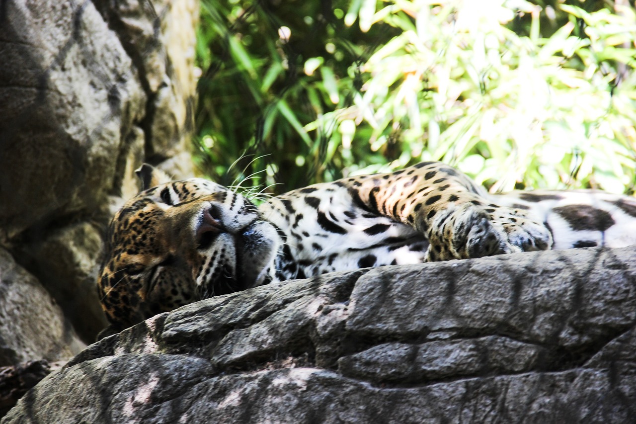 Jaguar, Gyvūnas, Zoologijos Sodas, Džiunglės, Leopardas, Afrika, Didelis, Plėšrūnas, Gamta, Laukiniai