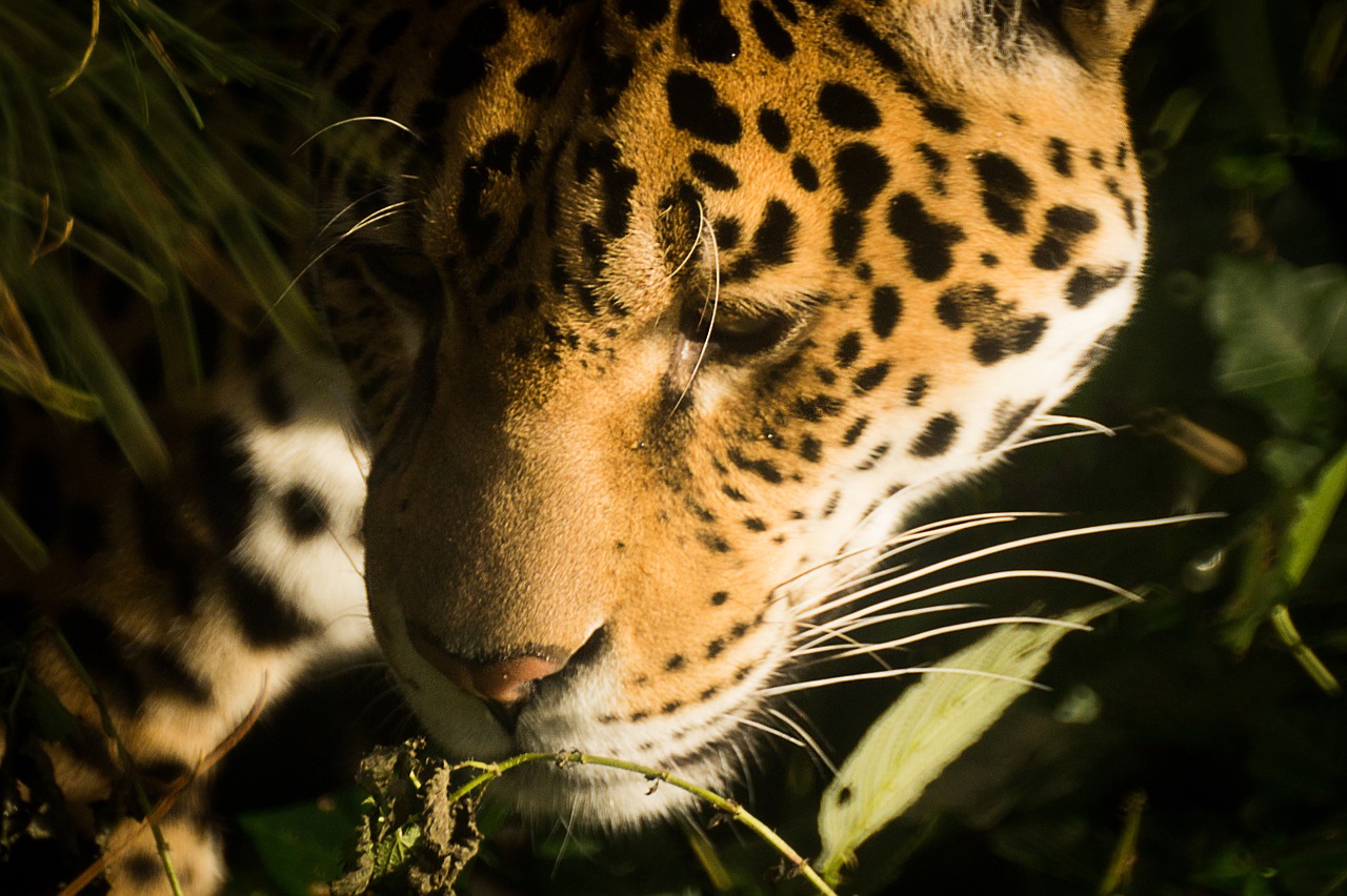 Jaguar, Katė, Kačių, Leopardas, Panther, Plėšrūnas, Galva, Mėsėdis, Nemokamos Nuotraukos,  Nemokama Licenzija