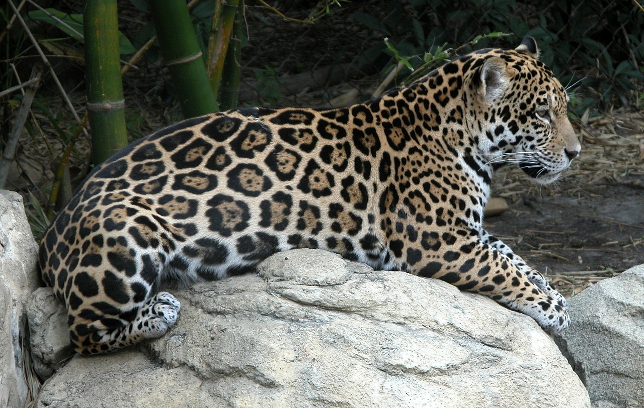 Jaguar, Dėmės, Džiunglės, Laukiniai, Gyvūnas, Modelis, Kailis, Gamta, Laukinė Gamta, Tekstūra