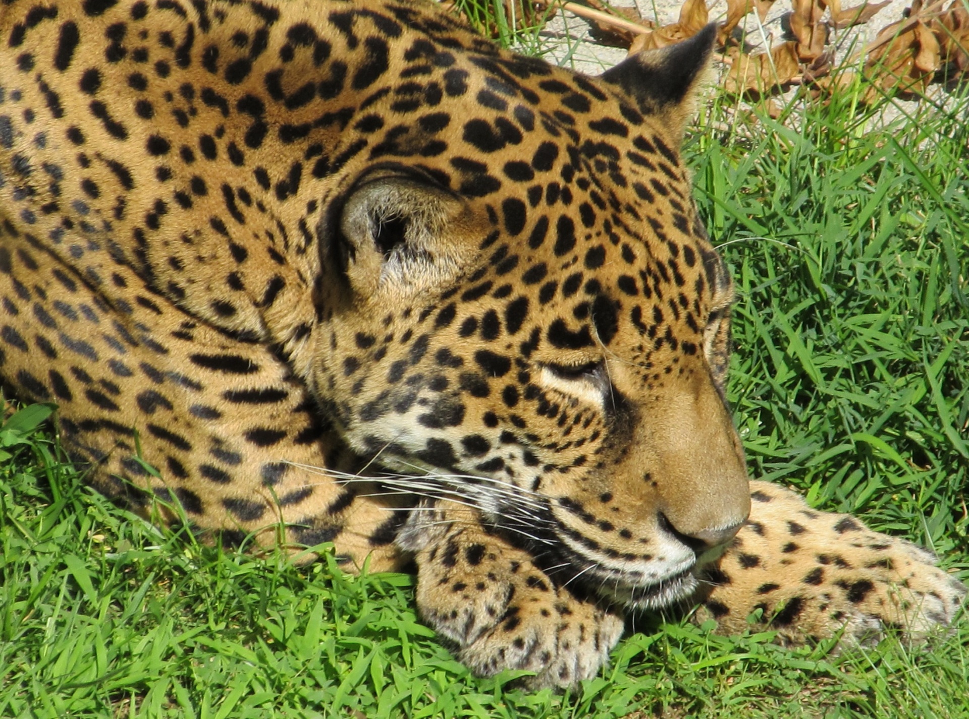Jaguar,  Didelis & Nbsp,  Katinas,  Mėsėdis,  Kačių,  Poilsio,  Portretas,  Kailis,  Medžiotojas,  Galva