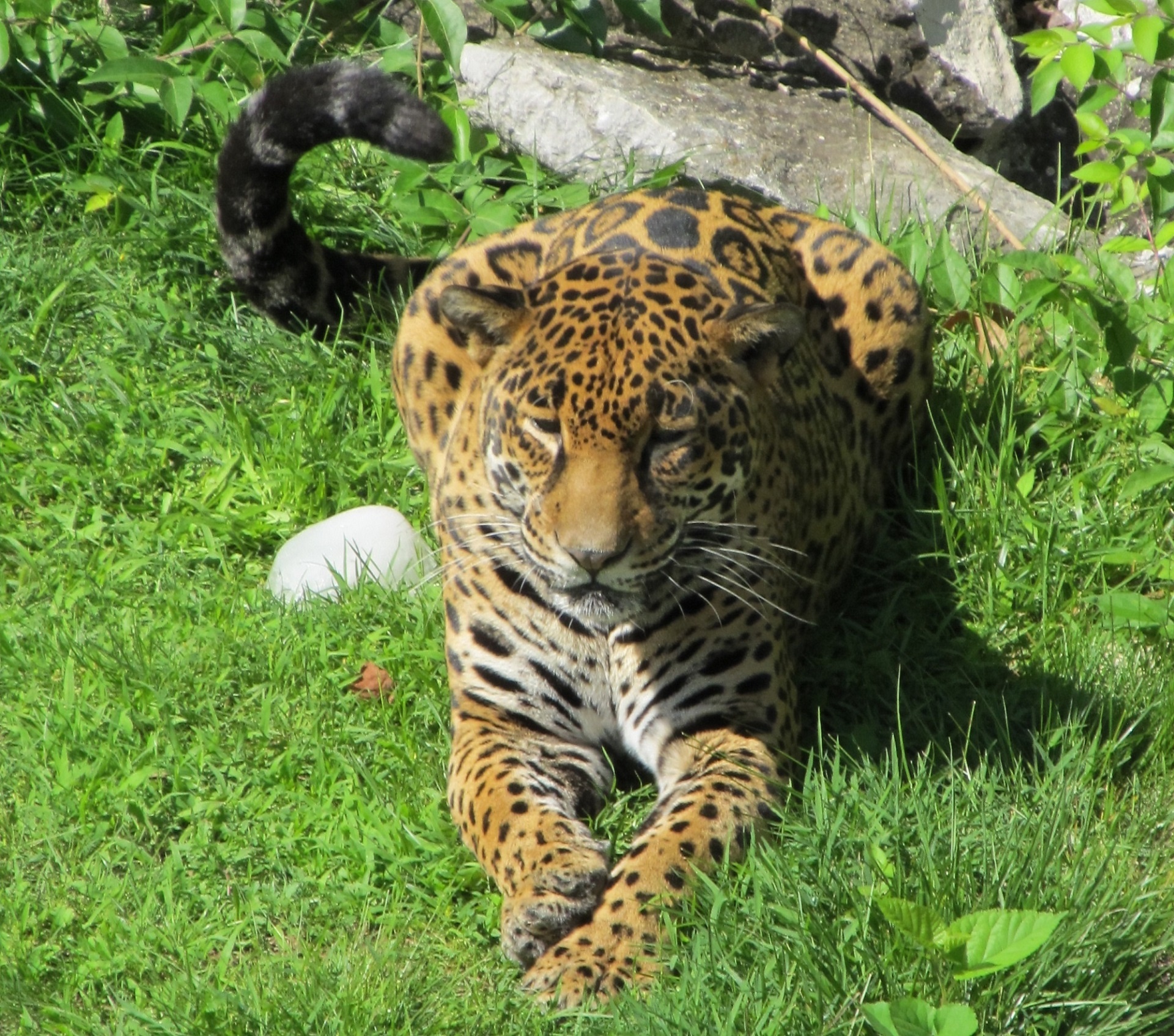 Jaguar,  Didelis & Nbsp,  Katinas,  Mėsėdis,  Kačių,  Poilsio,  Portretas,  Kailis,  Medžiotojas,  Žinduolis