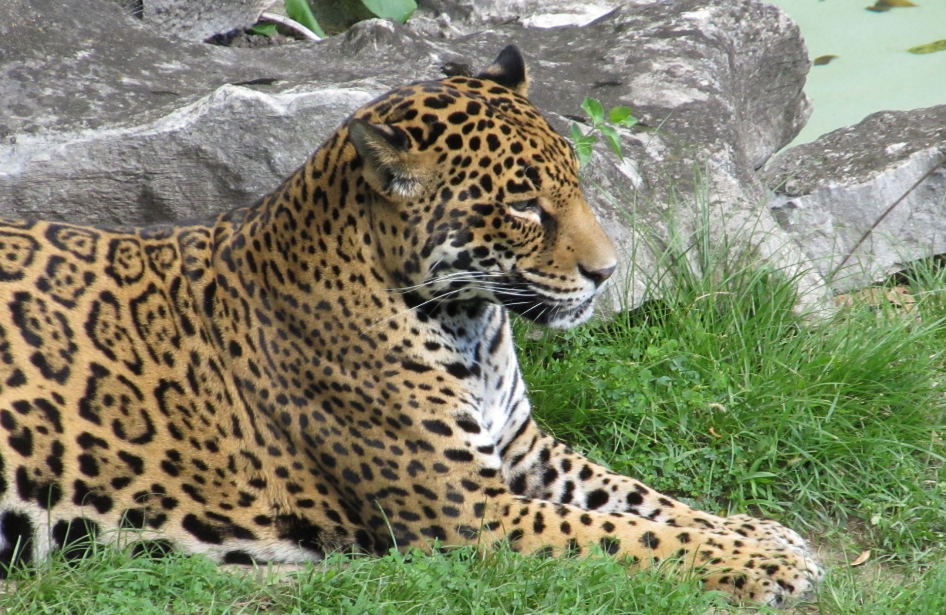 Jaguar,  Didelis & Nbsp,  Katinas,  Mėsėdis,  Kačių,  Poilsio,  Portretas,  Kailis,  Medžiotojas,  Žinduolis