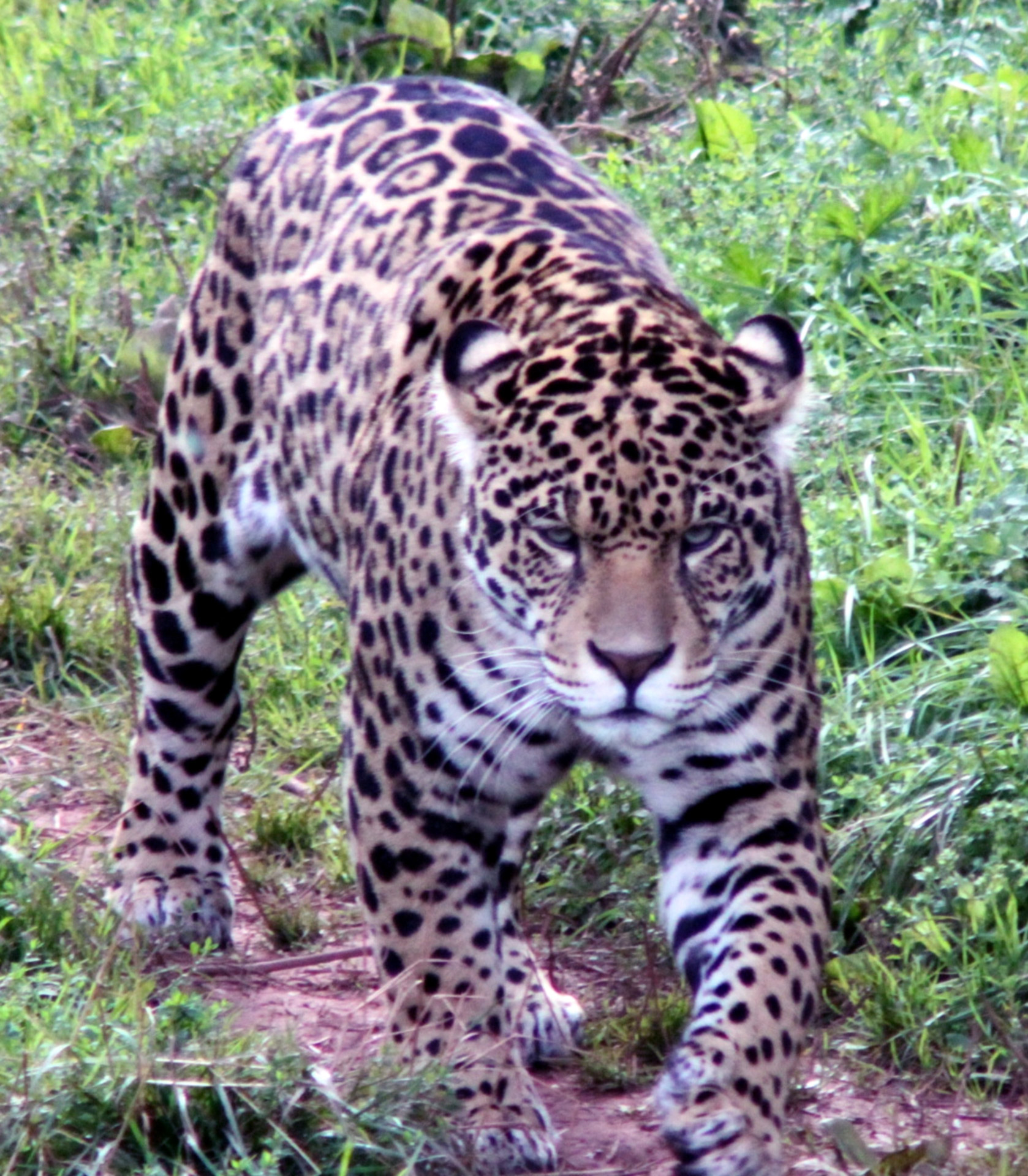 Jaguar,  Jaguar, Nemokamos Nuotraukos,  Nemokama Licenzija