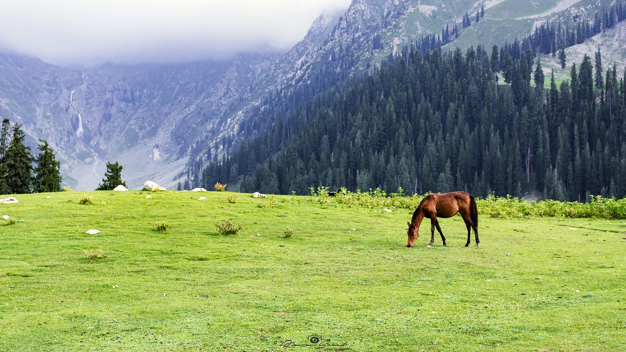 Jahazbanda,  Pievos,  Upperdir,  Kpk,  Pakistane,  Nikon,  Pobūdį,  Fotografijos,  Kraštovaizdis,  Scena