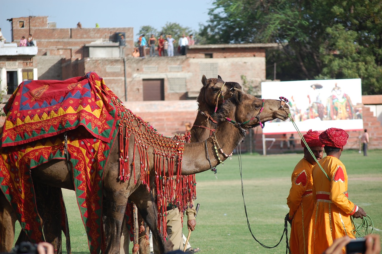 Jaipur, Rajasthan, Kupranugariai, Amer, Kelionė, Indija, Turizmas, Nemokamos Nuotraukos,  Nemokama Licenzija