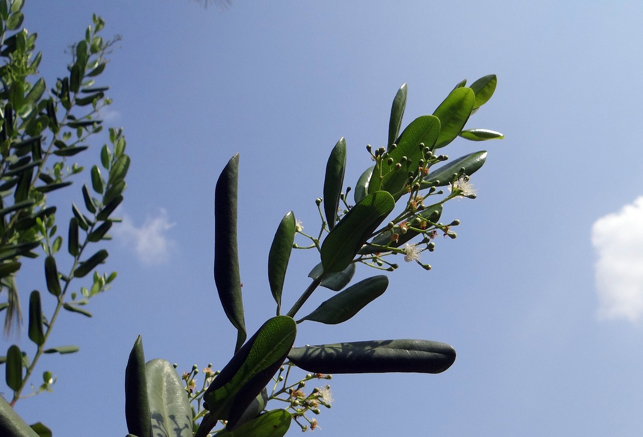 Jamaikos Pipirai, Pipirai, Prieskoniai, Myrto Pipiras, Gėlės, Ankštiniai, Pašarai, Alspice, Pimenta, Laikraštis