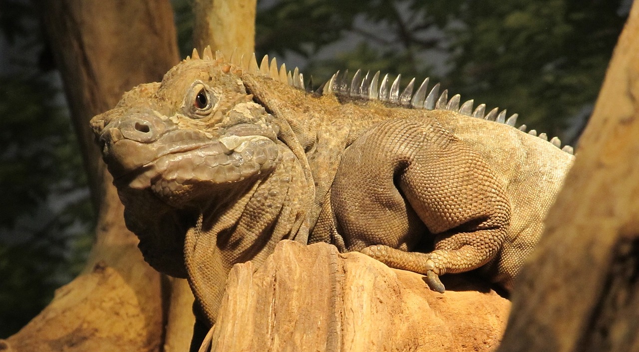 Jamaikos Iguana, Ropliai, Retas, Laukinė Gamta, Poilsio, Gyvūnas, Gamta, Šukos, Skalė, Driežas