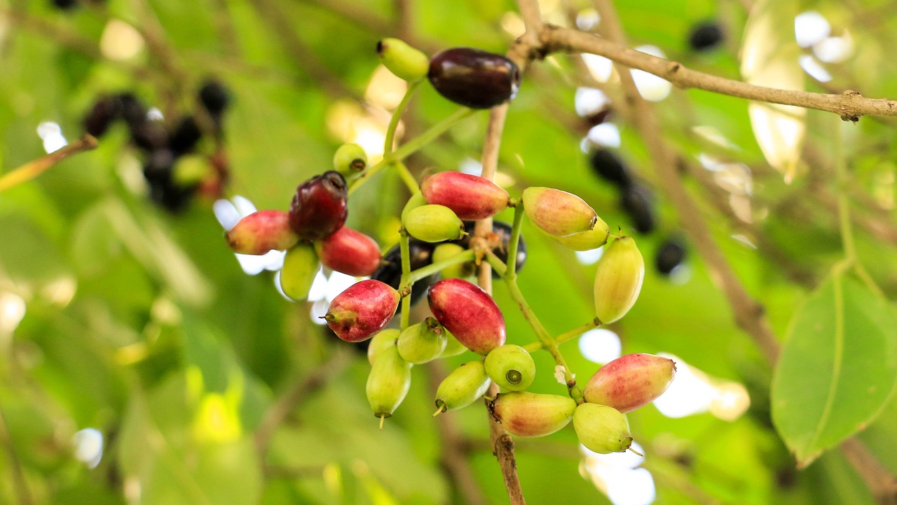 Jambolan Slyva, Thai-Berry, Vaisiai, Asian, Tailandas, Nemokamos Nuotraukos,  Nemokama Licenzija