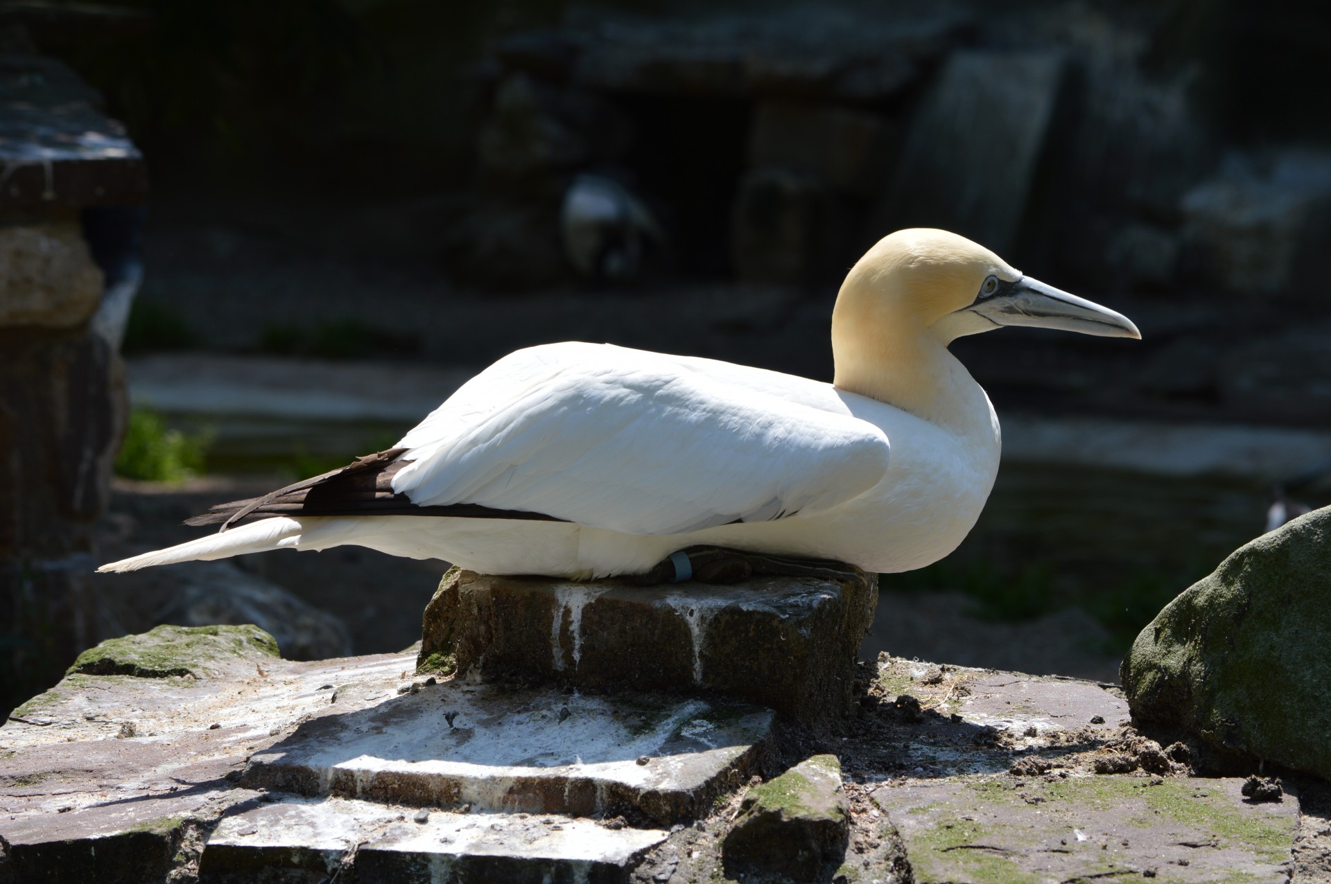 Gannet,  Paukštis,  Vanduo & Nbsp,  Paukštis,  Gyvūnas,  Gamta,  Artis,  Amsterdamas,  Holland,  Saulė