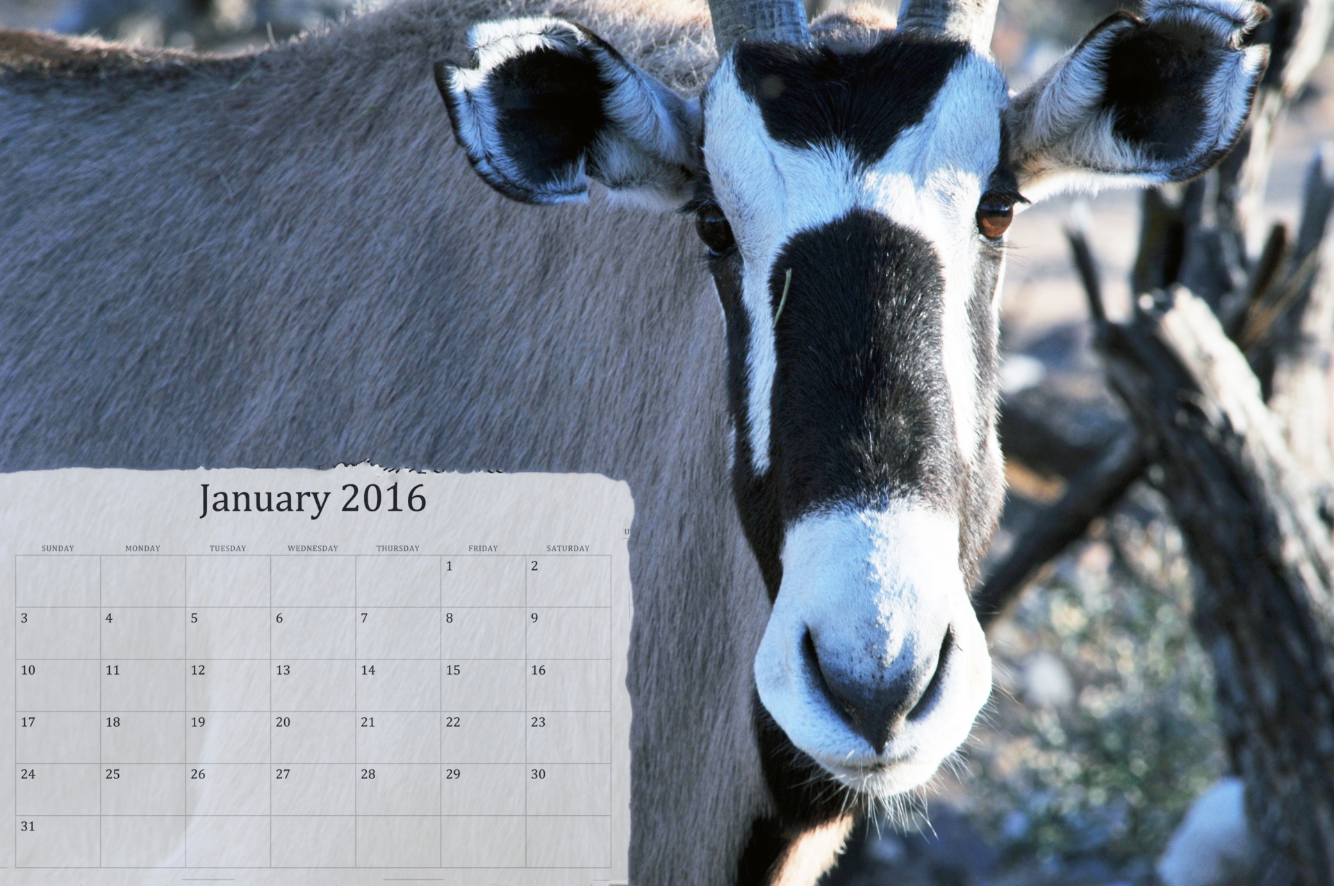 2016,  Sausio Mėn. & Nbsp,  2016,  Kalendorius,  Kalendoriai,  Oryx,  Antilopė,  Gyvūnas,  Žinduolis,  Kalendorius