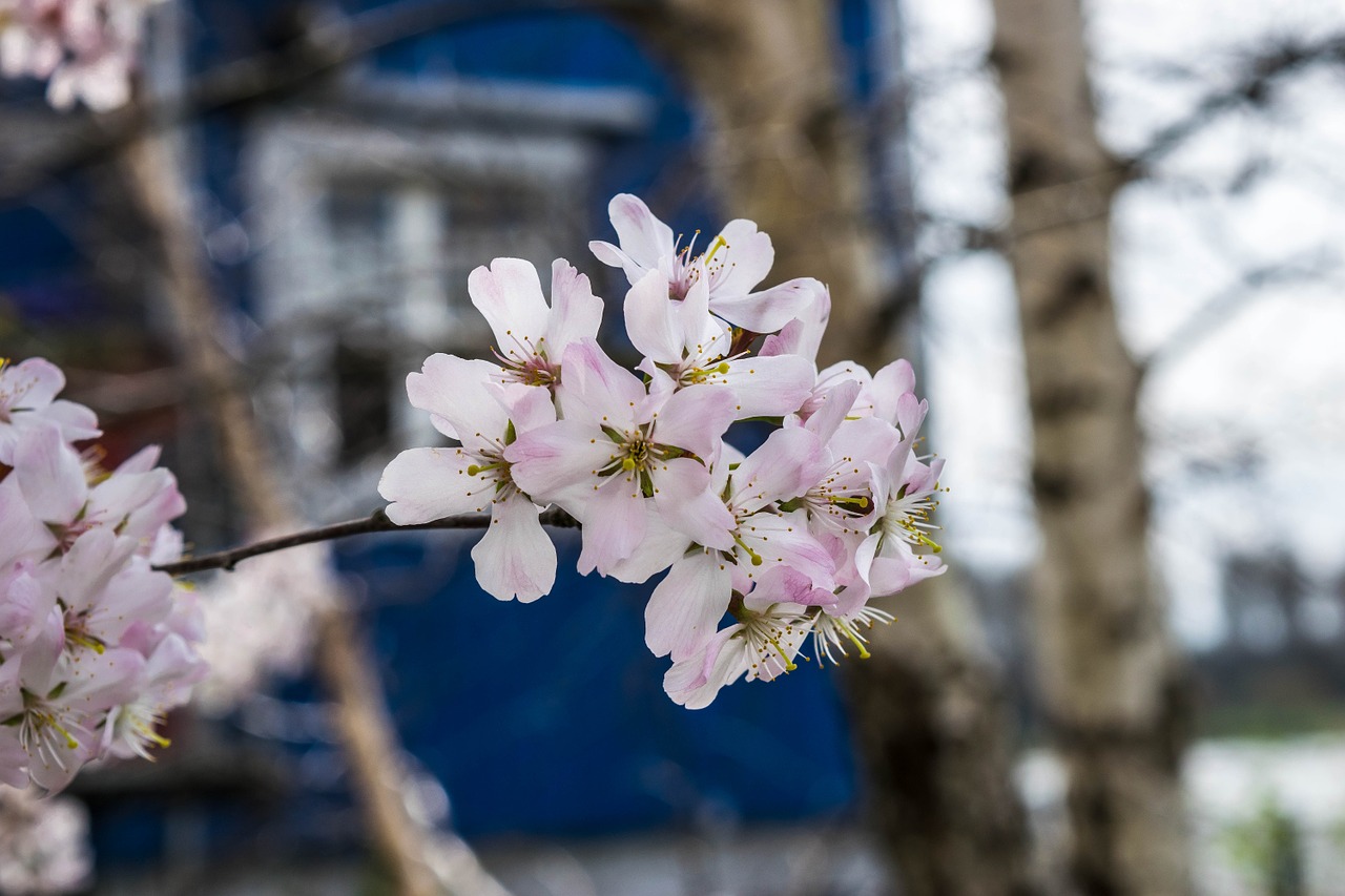 Japonija, Vyšnių Žiedas, Japonų Vyšnių Žiedai, Žiedas, Žydėti, Pavasaris, Rožinis, Sakura, Uždaryti, Simbolis