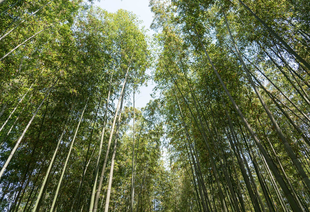 Japonija, Arashiyama, Bambuko Miškas, Medžiai, Kyoto, Gamta, Saulės Šviesa, Dangus, Kelionė, Pritraukimas