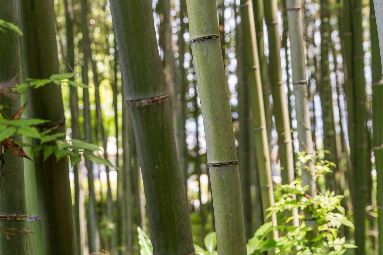 Japonija, Arashiyama, Bambuko Miškas, Iš Arti, Medžiai, Kyoto, Gamta, Saulės Šviesa, Kelionė, Pritraukimas