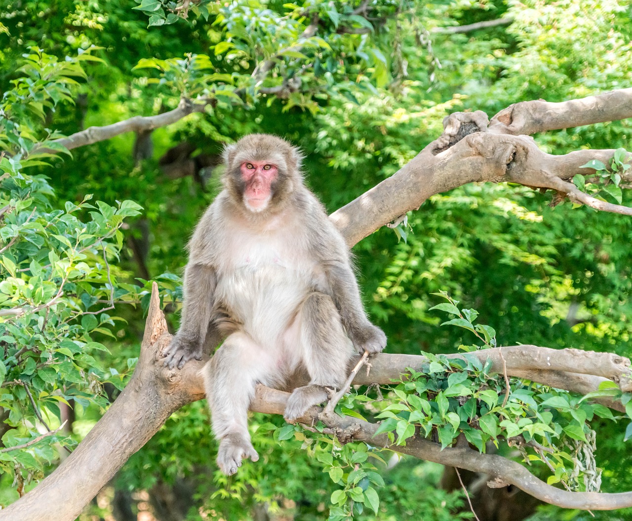 Japonija, Arashiyama, Kyoto, Beždžionių Parkas, Beždžionė Sėdi, Medis, Japanese, Miškas, Kelionė, Beždžionė
