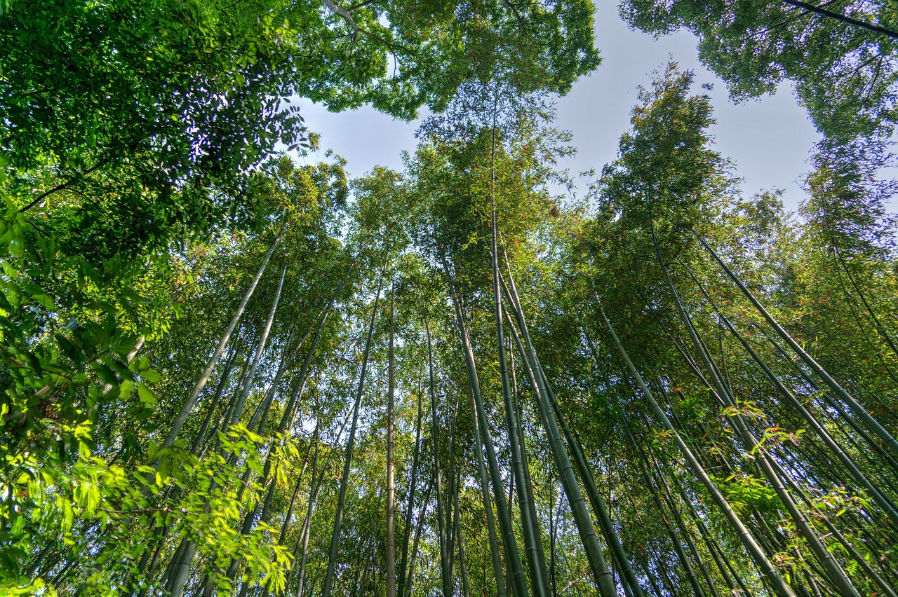 Japonija, Arashiyama, Bambuko Miškas, Dangus, Žalias, Kyoto, Orientyras, Idiliškas, Pritraukimas, Miškas