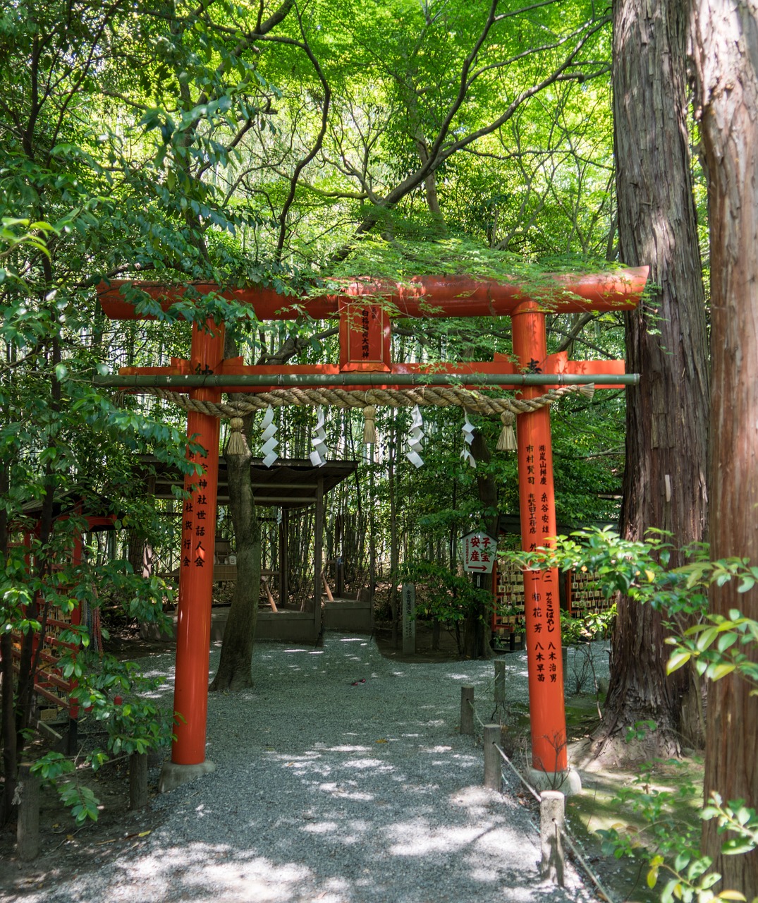 Japonija, Arashiyama, Bambuko Miškas, Takas, Miškas, Žalias, Kraštovaizdis, Gamta, Lauke, Medis