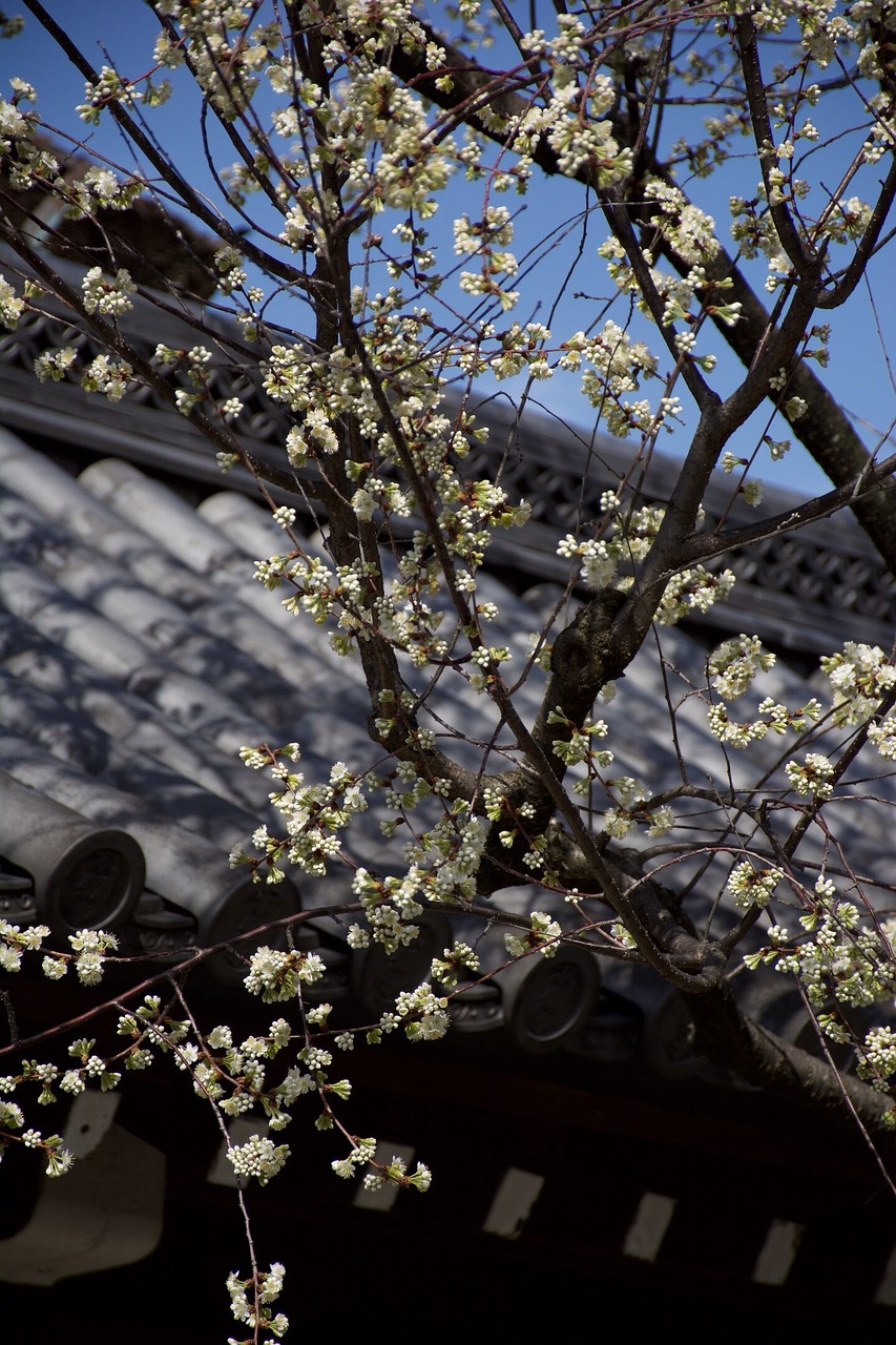Japonija, Sakura, Medis, Pavasaris, Žydintis Medis, Gamta, Žydintys Medžiai, Filialas, Gėlė, Žydėti