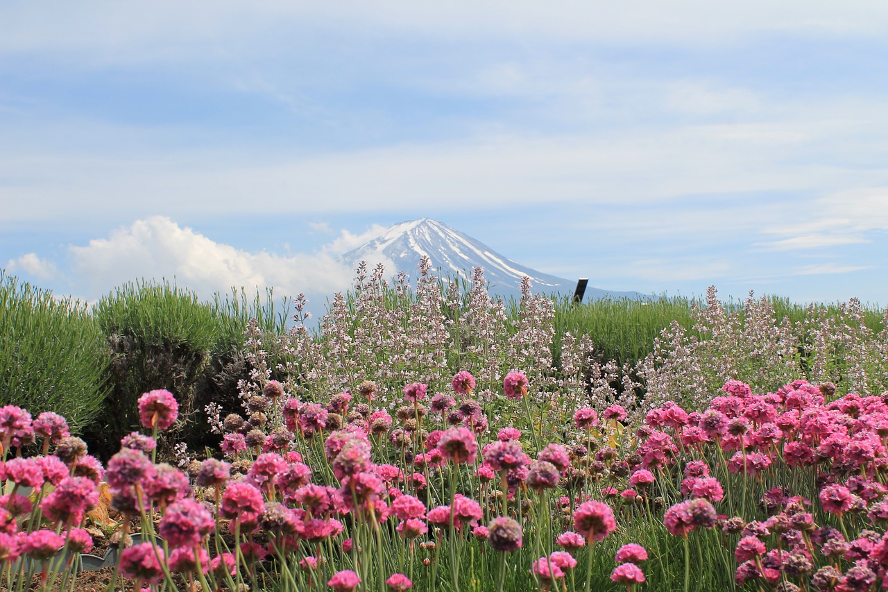 Japonija, Kalno Fuji, Fujisan, Fuji San, Gėlė, Gamta, Laukinės Gėlės, Pavasario Gėlės, Pavasaris, Dangus