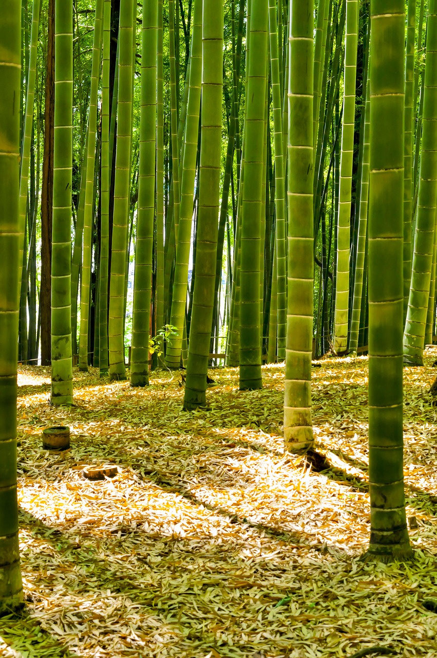 Japonija, Bambuko Miškas, Bambukas, Žalias, Natūralus, Kraštovaizdis, Augalas, Sietam Kalnas, Tokijo Viešbučiai, Nemokamos Nuotraukos