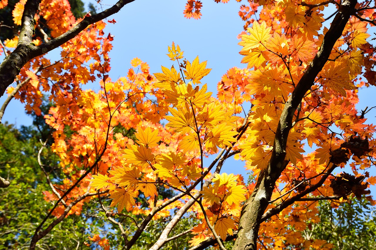 Japonija, Ruduo, Rudens Lapai, Japonijos Kritimas, Kraštovaizdis, Lapai, Natūralus, Klevai, Arboretum, Augalas