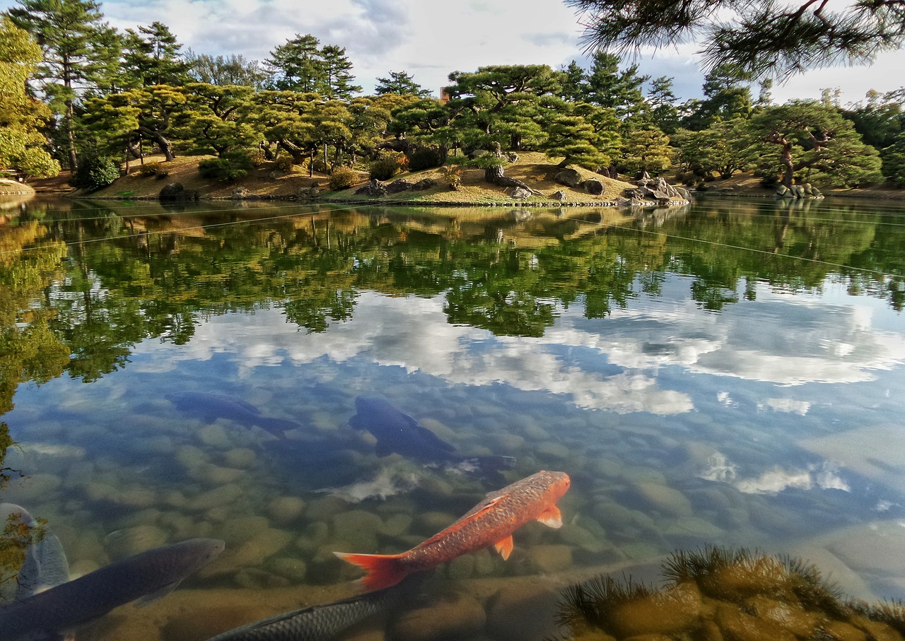 Japonija, Japanese, Sodas, Tvenkinys, Niwa, Koi, Žuvis, Raudona, Žalias, Debesys