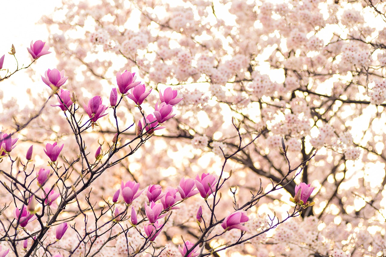 Japonija, Kraštovaizdis, Pavasaris, Augalas, Gėlės, Natūralus, Arboretum, Magnolija, Rožinis, Vyšnia