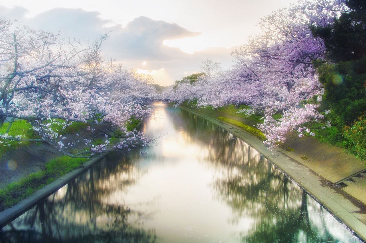 Japonija, Vyšnia, Yoshino Vyšnia, Gėlės, Pavasaris, Rožinis, Mediena, Pavasario Gėlės, Pavasaris Japonijoje, Pilnai Žydėti