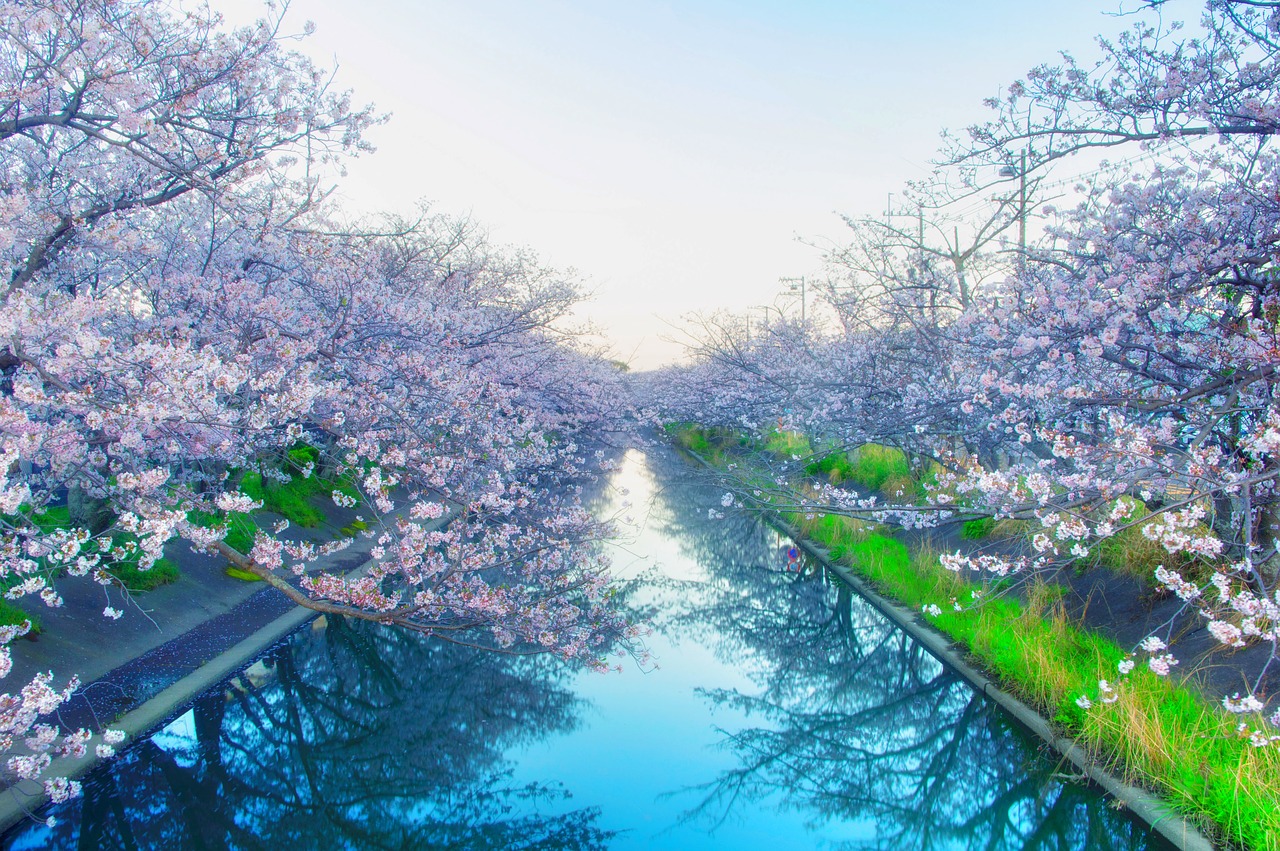 Japonija, Vyšnia, Yoshino Vyšnia, Gėlės, Pavasaris, Rožinis, Mediena, Pavasario Gėlės, Pavasaris Japonijoje, Pilnai Žydėti