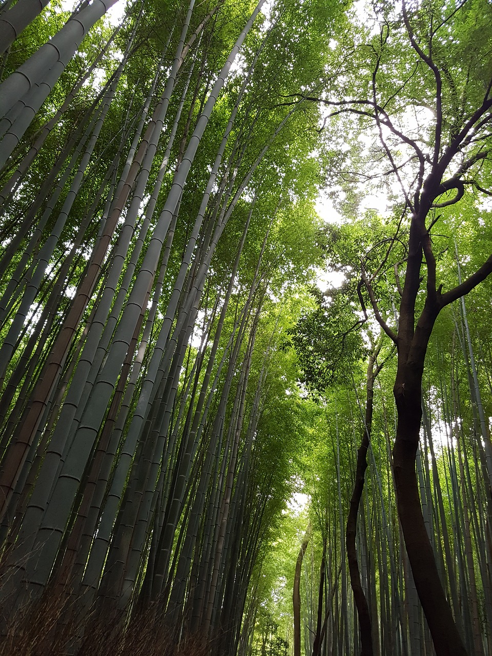 Japonija, Vs Gira Japonų Bambuko Miškas, Nemokamos Nuotraukos,  Nemokama Licenzija