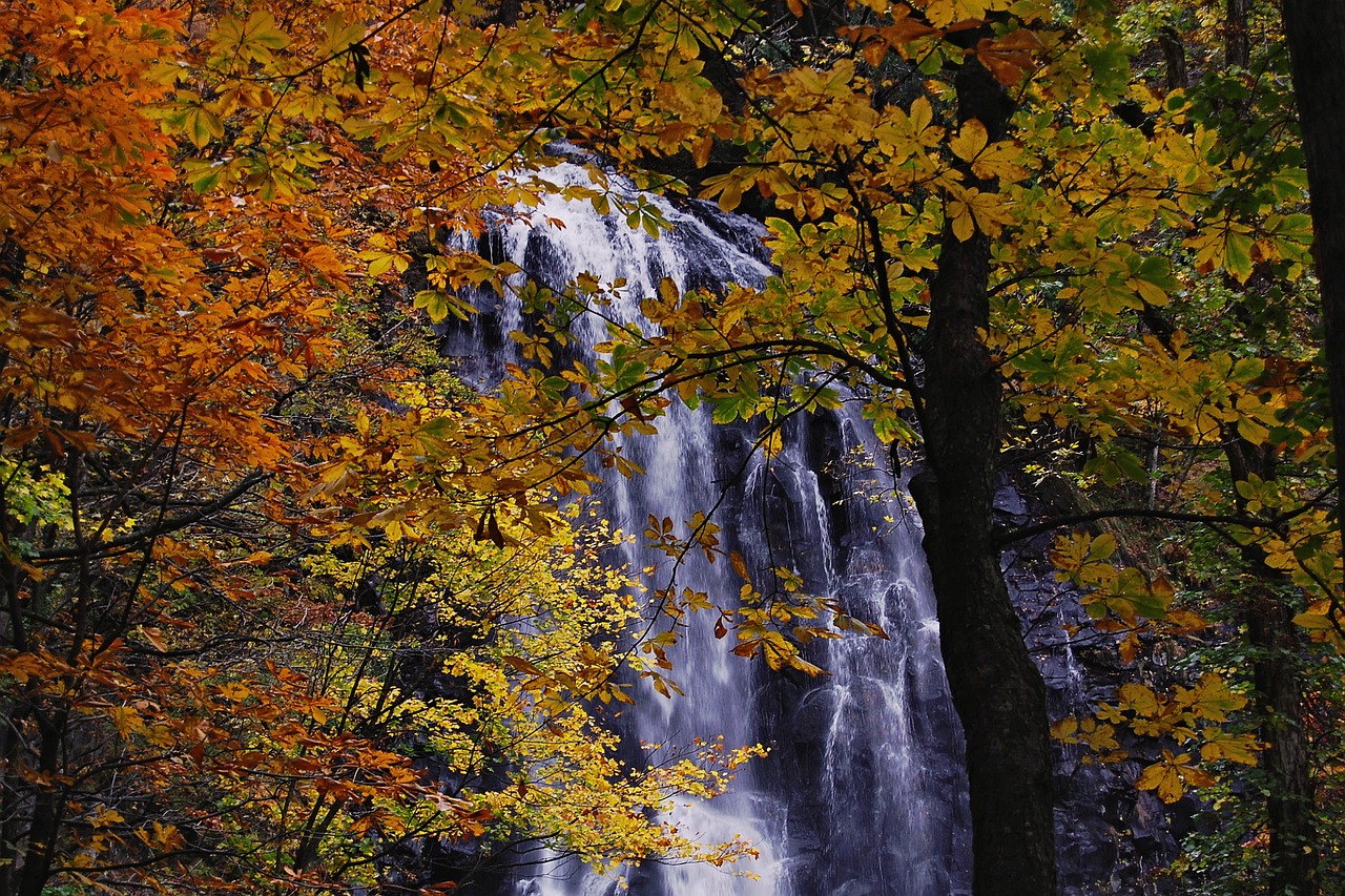 Japonija, Natūralus, Kraštovaizdis, Krioklys, Ruduo, Rudens Lapai, Nemokamos Nuotraukos,  Nemokama Licenzija