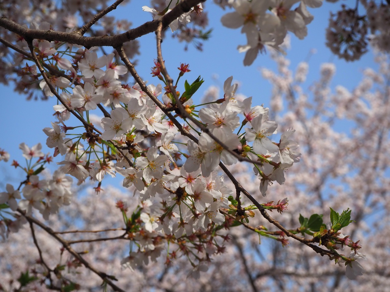 Japonija,  Vyšnia,  Filialas,  Gėlė,  Floros,  Pobūdį,  Žiedas,  Pavasaris,  Rožinis,  Žalias