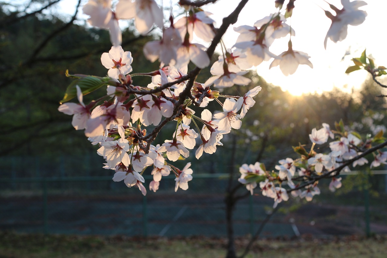 Japonija,  Vyšnių Žiedas,  Sunrise,  Saulė,  Nekilnojamojo Sakura,  Ryte Saulė, Nemokamos Nuotraukos,  Nemokama Licenzija