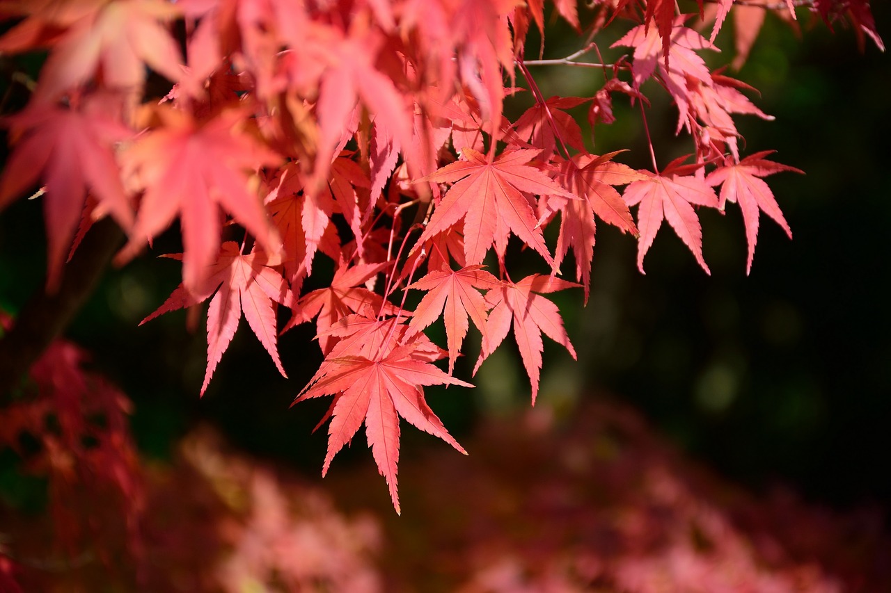 Japonija,  Himeji,  Raudona,  Lapų,  Klevas, Nemokamos Nuotraukos,  Nemokama Licenzija