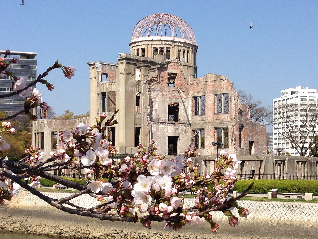 Japonija, Hiroshima, Vyšnių Žiedų, Sakura, A-Bombų Kupolas, Taika, Vyšnia, Nemokamos Nuotraukos,  Nemokama Licenzija