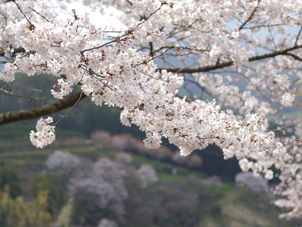 Japonija, Kumamoto, Vyšnia, Kalnas, Nemokamos Nuotraukos,  Nemokama Licenzija