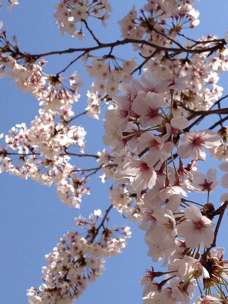 Japonija,  Vyšnių Žiedas,  Pavasaris,  Rožinis,  Gėlė,  Balta, Nemokamos Nuotraukos,  Nemokama Licenzija