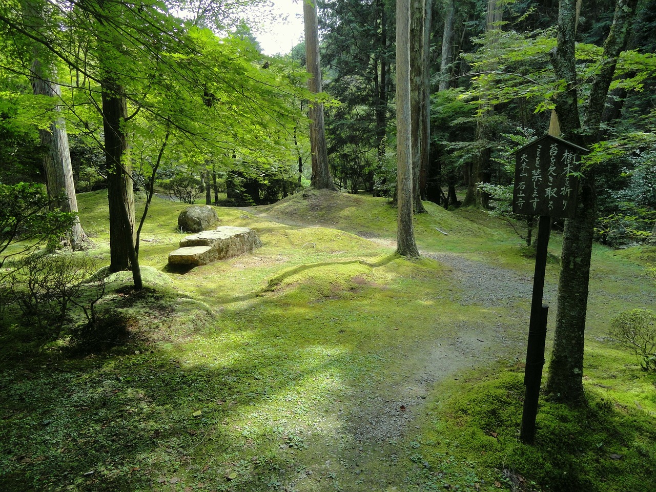 Japonija, Kraštovaizdis, Miškas, Medžiai, Miškai, Vaizdingas, Vasara, Pavasaris, Gamta, Lauke
