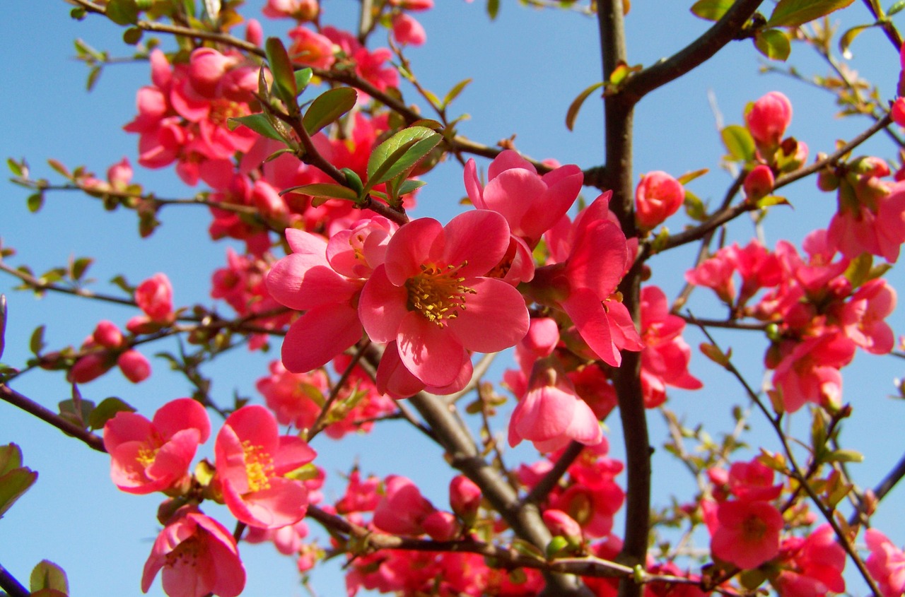 Japonijos Avelė, Rožinė Gėlė, Pavasaris, Nemokamos Nuotraukos,  Nemokama Licenzija