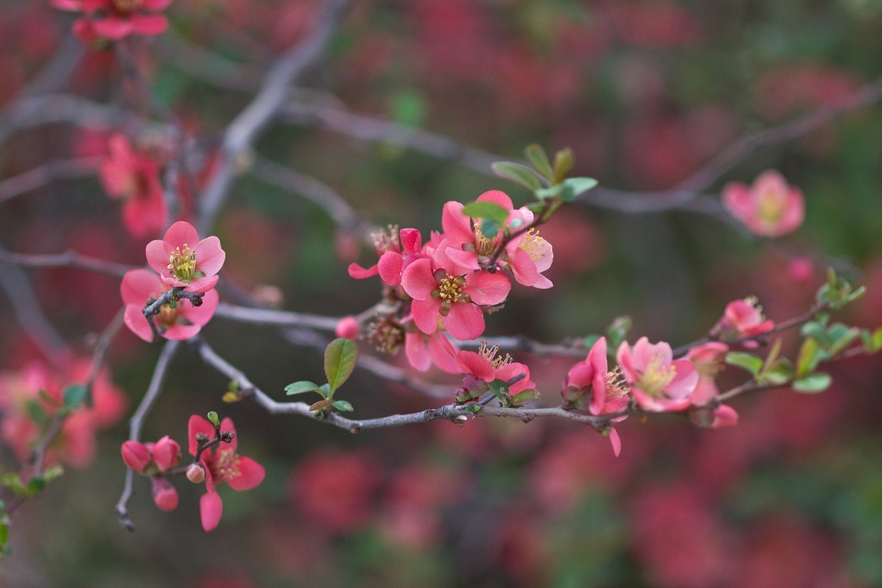 Japonų Avižos, Chaenomeles, Žydėjimas, Krūmas, Krūmas, Vaisiai, Pavasaris, Rožinis, Koralas, Šviesus