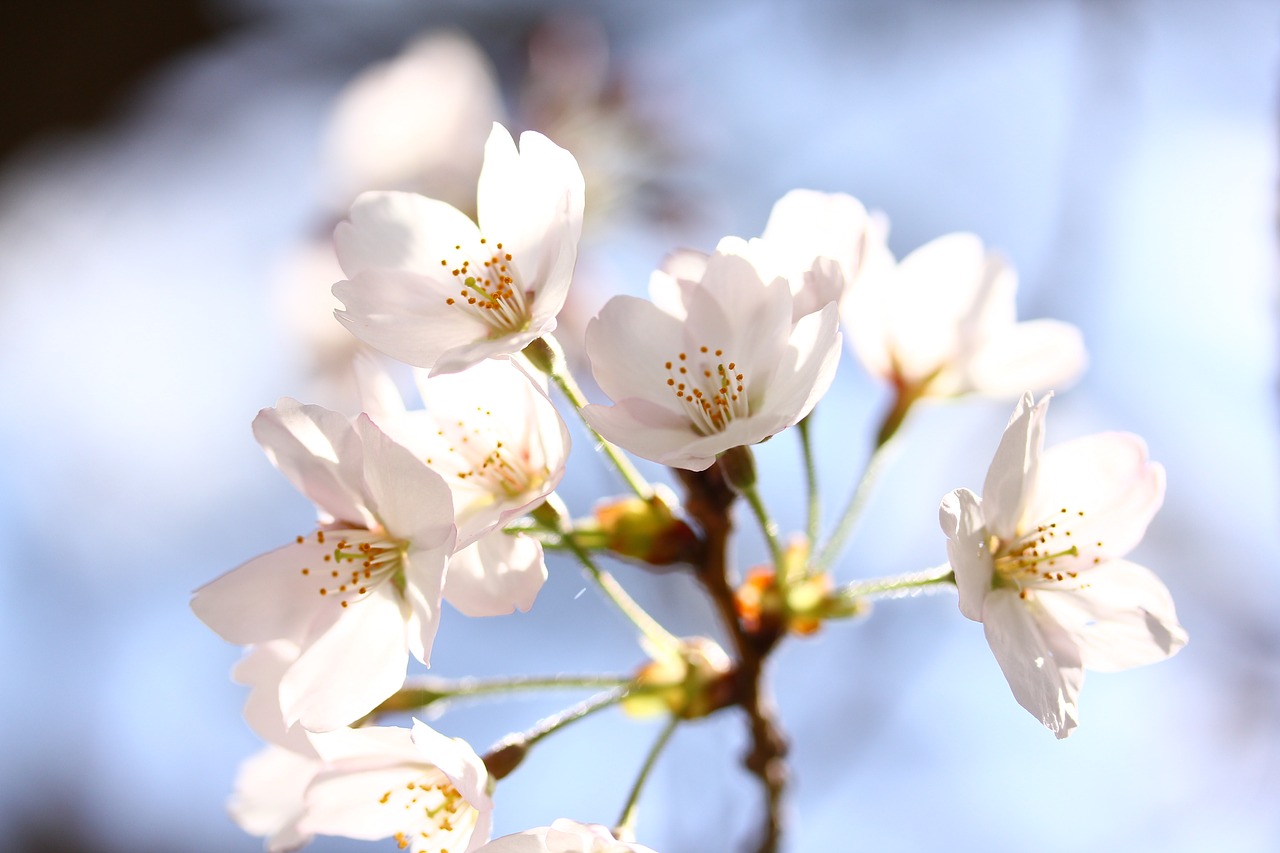 Japanese, Gėlė, Rožinis, Žiedas, Nemokamos Nuotraukos,  Nemokama Licenzija