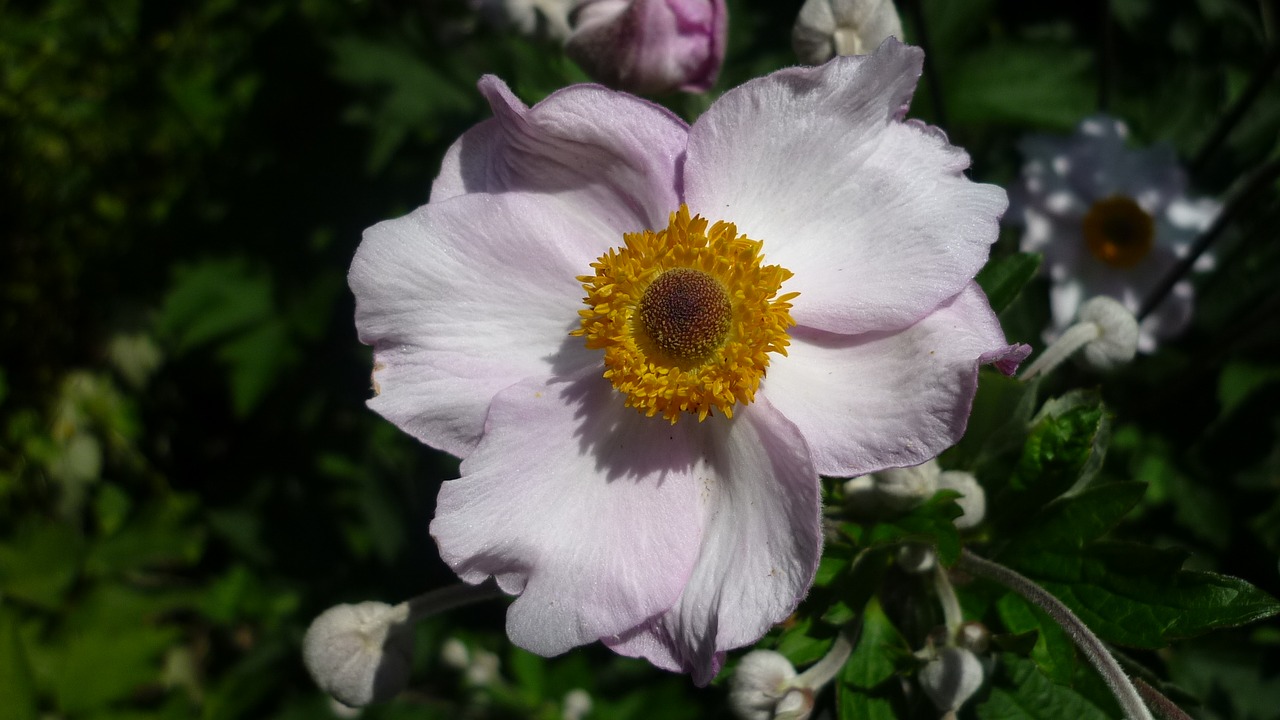 Japonų Anemonis, Ryškiai Rausvos Spalvos, Daug Žydinčių Krūmų, Sodas, Vasaros Gėlė, Nemokamos Nuotraukos,  Nemokama Licenzija