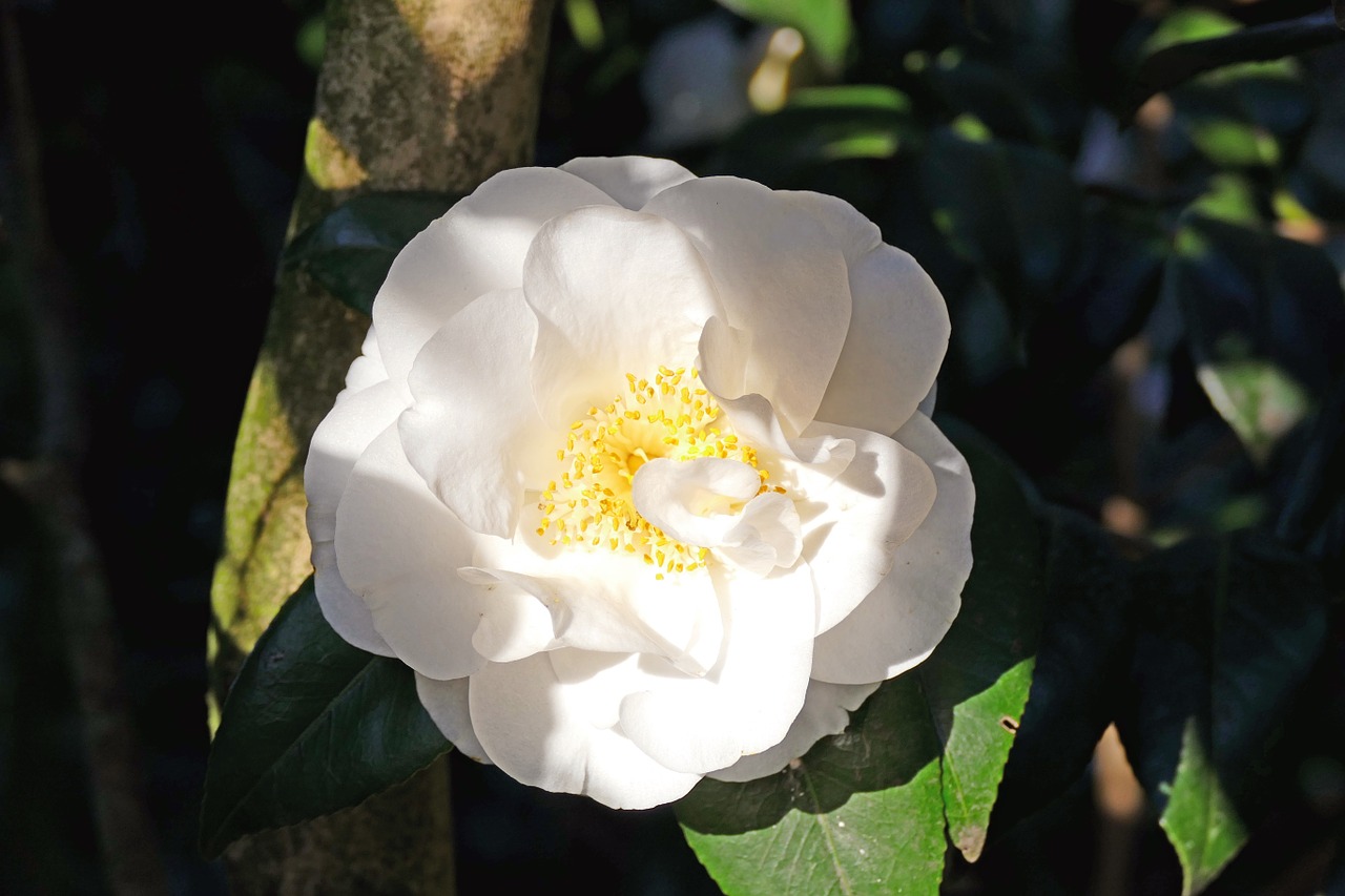 Japanese Camellia, Balta, Dideli Žydai, Krūmas, Medis, Gamta, Augalas, Žiema, Pavasaris, Gėlė