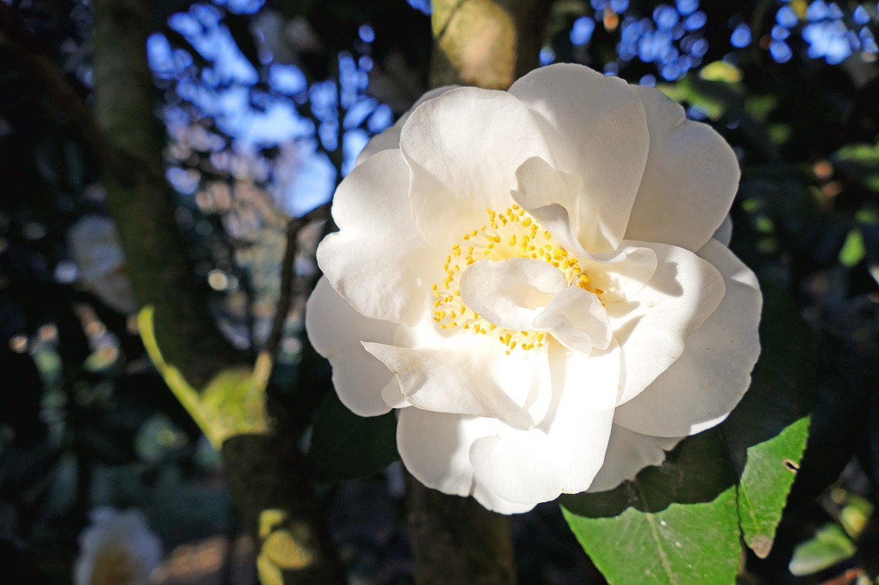 Japanese Camellia, Balta, Dideli Žydai, Krūmas, Medis, Gamta, Augalas, Žiema, Pavasaris, Gėlė
